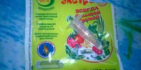 Kako zalijevati sadnice epinom